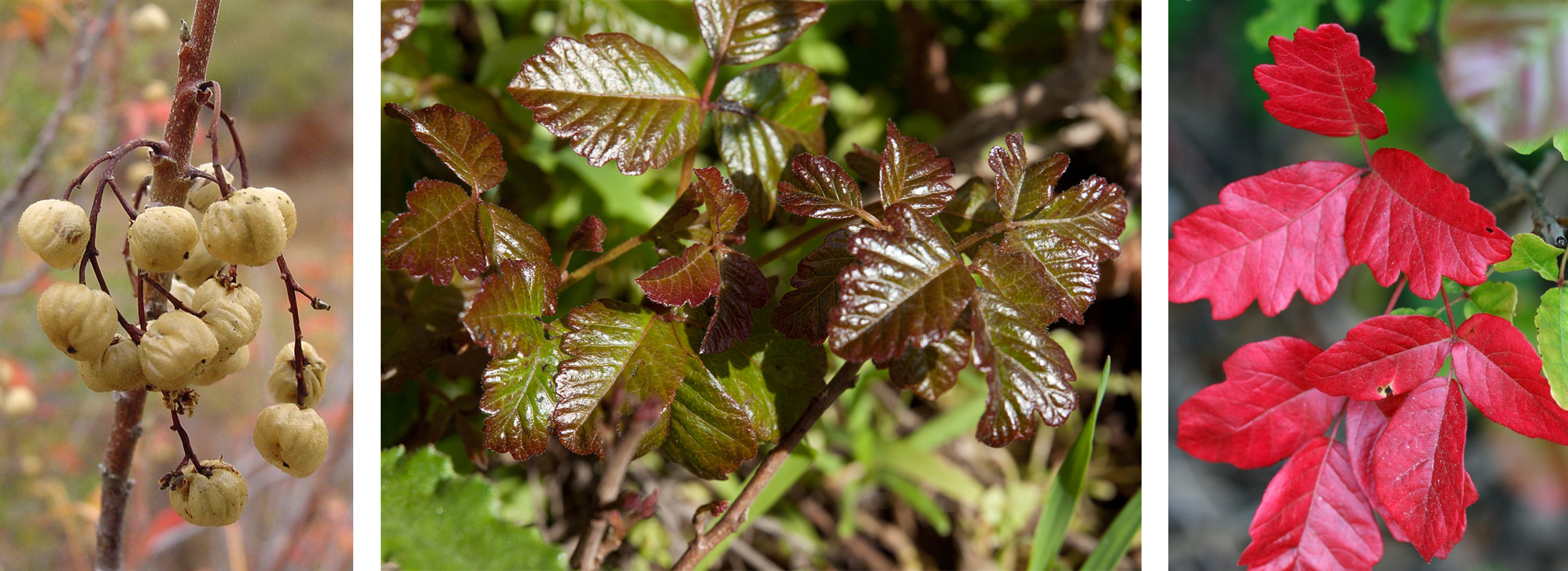 Poison oak through the seasons